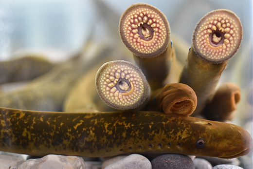 Six sea lampreys cluster together in the corner of an aquarium. Three sea lampreys are suctioned onto the glass, showing circular mouths filled with nearly 150 teeth. The profile of one sea lamprey is visible, showing a small eye and seven gill pores (openings). Two additional sea lampreys rest with their mouths partially closed.